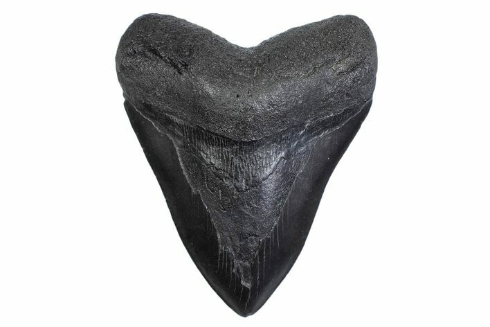 Fossil Megalodon Tooth - South Carolina #371820